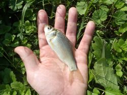 ファイル 1273-3.jpg