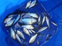 ファイル 1273-5.jpg