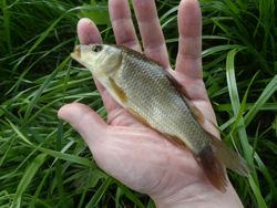 ファイル 1277-3.jpg