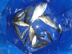 ファイル 1277-5.jpg