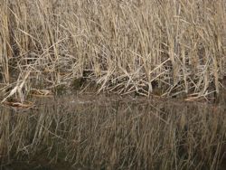 ファイル 1283-1.jpg