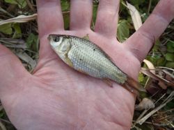 ファイル 1283-2.jpg