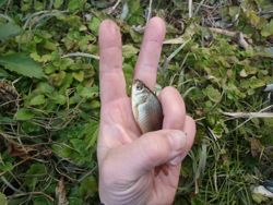 ファイル 1283-4.jpg