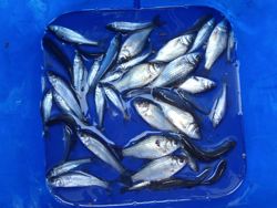 ファイル 1283-5.jpg