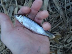 ファイル 1289-4.jpg