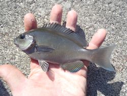 ファイル 1292-3.jpg