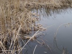 ファイル 1299-1.jpg