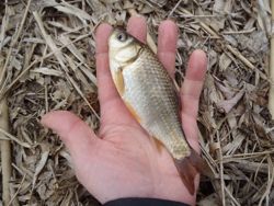 ファイル 1299-2.jpg