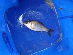 ファイル 1299-3.jpg