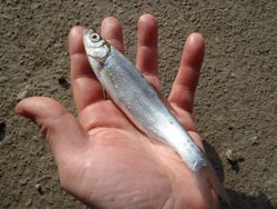 ファイル 1300-3.jpg