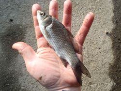 ファイル 1300-4.jpg