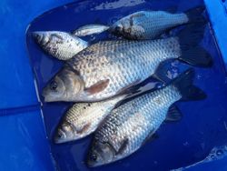 ファイル 1302-5.jpg