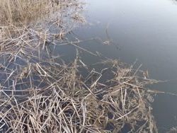 ファイル 1303-1.jpg