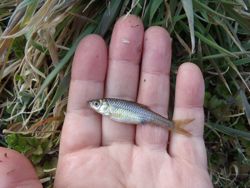 ファイル 1303-3.jpg