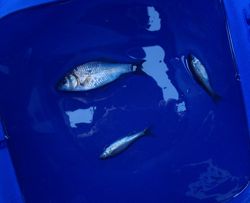 ファイル 1303-5.jpg