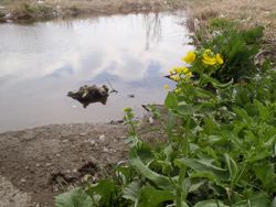 ファイル 1304-1.jpg