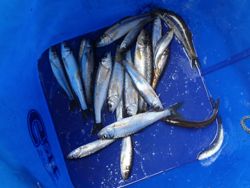 ファイル 1304-5.jpg