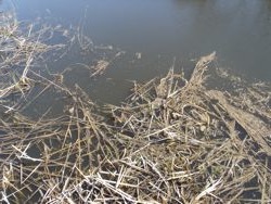 ファイル 1306-1.jpg