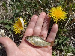 ファイル 1306-2.jpg