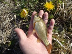 ファイル 1306-4.jpg