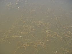 ファイル 1307-1.jpg