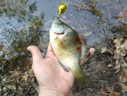 ファイル 1308-2.jpg