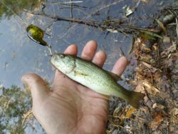 ファイル 1308-3.jpg