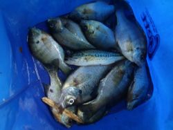 ファイル 1308-4.jpg