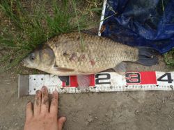 ファイル 1310-2.jpg