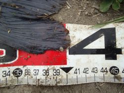 ファイル 1310-4.jpg