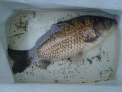 ファイル 1310-5.jpg