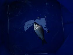 ファイル 1311-5.jpg