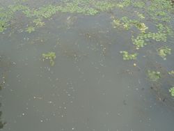 ファイル 1312-1.jpg