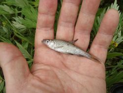 ファイル 1312-3.jpg