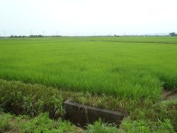 ファイル 1316-1.jpg