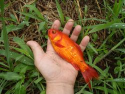 ファイル 1316-3.jpg