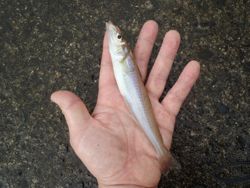 ファイル 1317-2.jpg