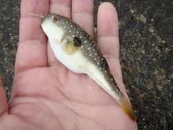 ファイル 1317-3.jpg