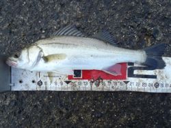 ファイル 1317-4.jpg