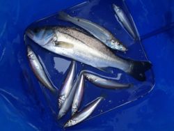 ファイル 1317-5.jpg