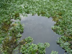 ファイル 1335-1.jpg