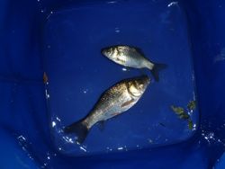 ファイル 1335-4.jpg