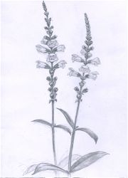 ファイル 1337-4.jpg