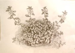 ファイル 1337-5.jpg