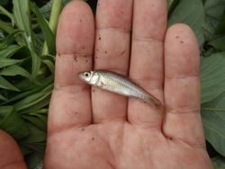 ファイル 1340-3.jpg