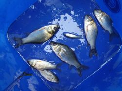 ファイル 1340-5.jpg