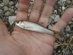 ファイル 1342-2.jpg