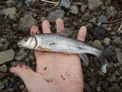 ファイル 1342-3.jpg