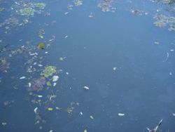 ファイル 1345-1.jpg