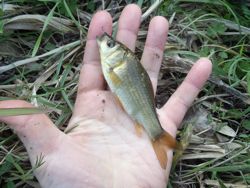 ファイル 1345-3.jpg